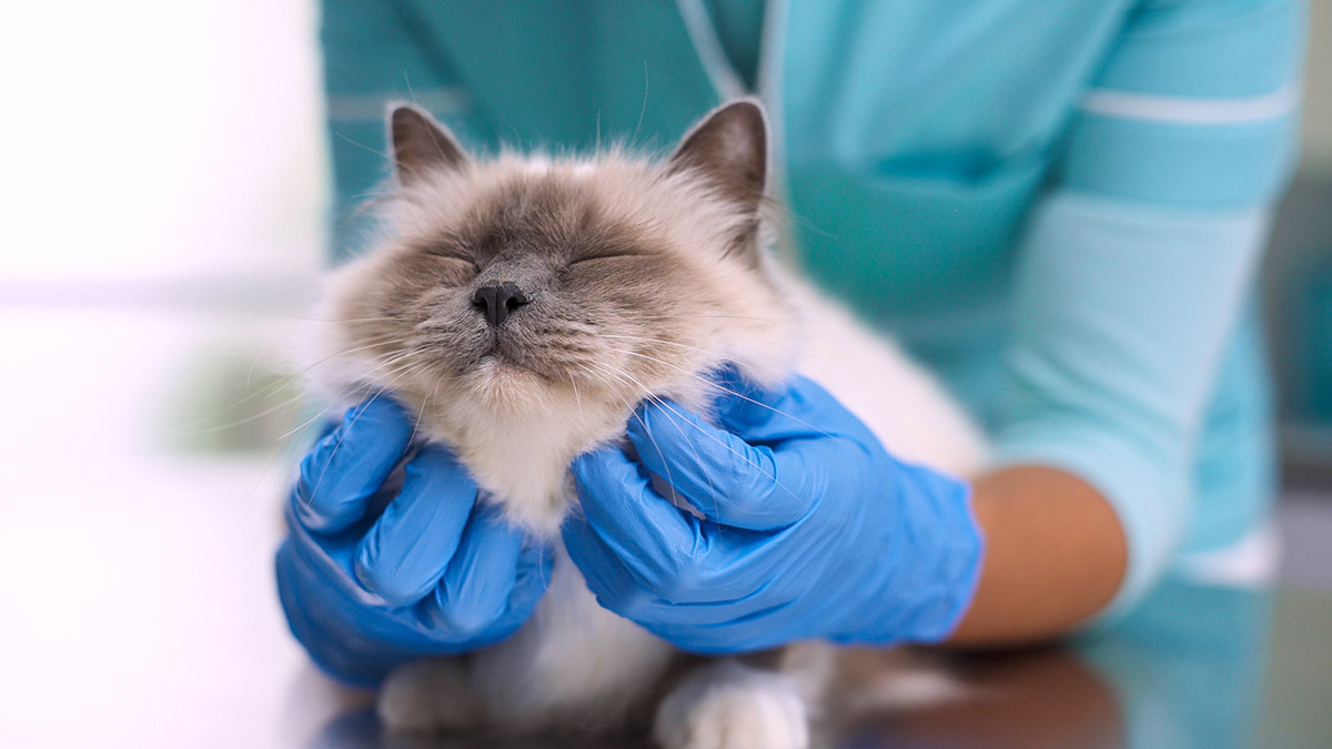 Clínica veterinaria Calldetenes Pratdesaba Clínica veterinaria Calldetenes Pratdesaba