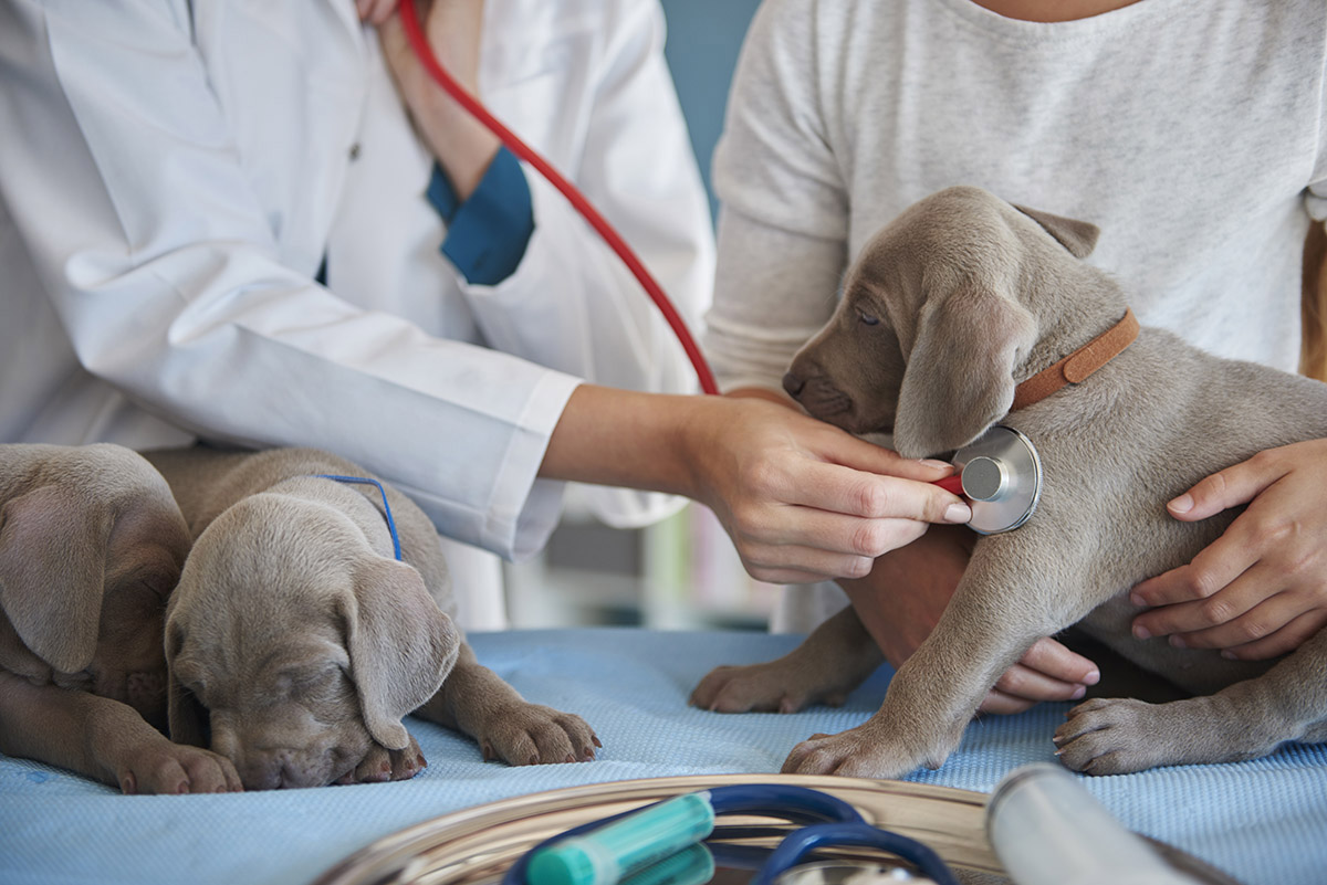 Clínica veterinaria Lluçanès Pratdesaba Clínica veterinaria Lluçanès Pratdesaba
