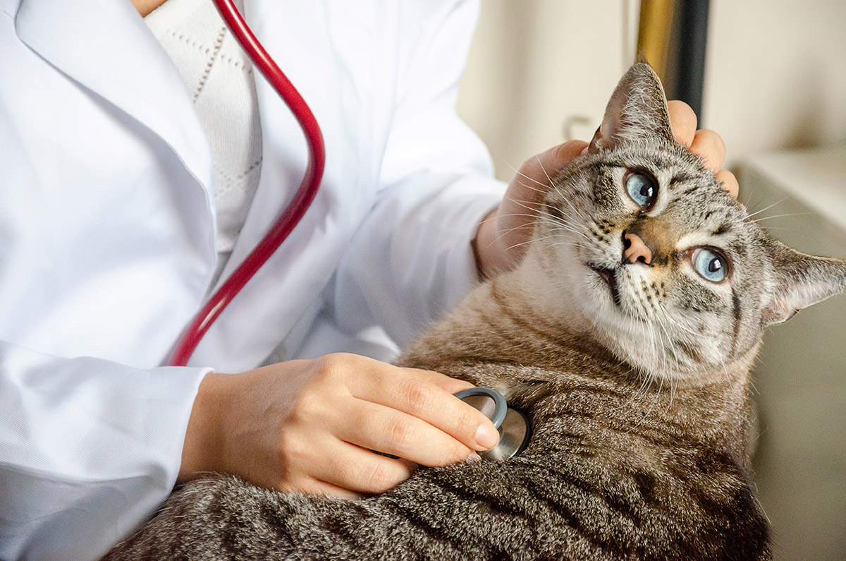 Clínica veterinaria Taradell Pratdesaba Clínica veterinaria Taradell Pratdesaba