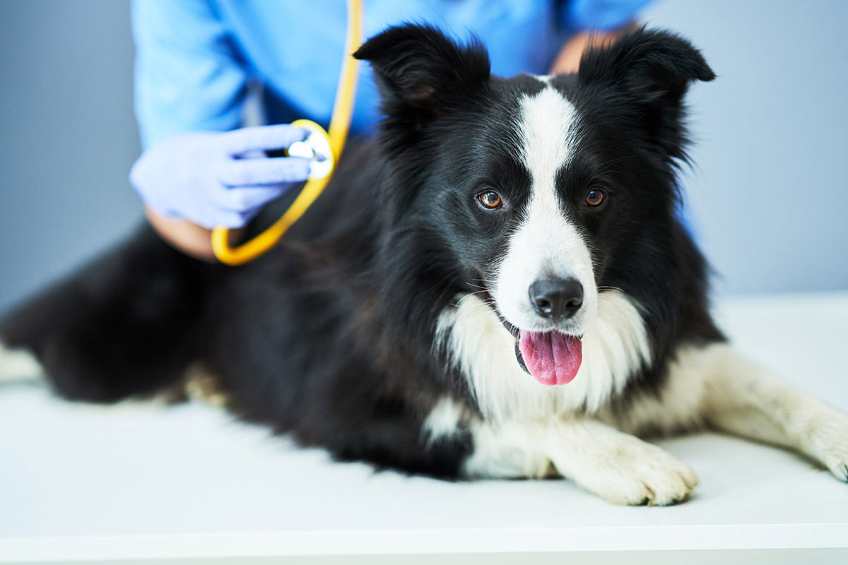 Clínica veterinaria Torelló Pratdesaba Clínica veterinaria Torelló Pratdesaba