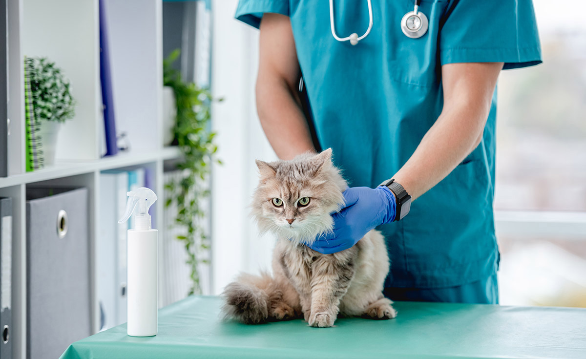 Veterinari Lluçanès Pratdesaba Veterinari Lluçanès Pratdesaba